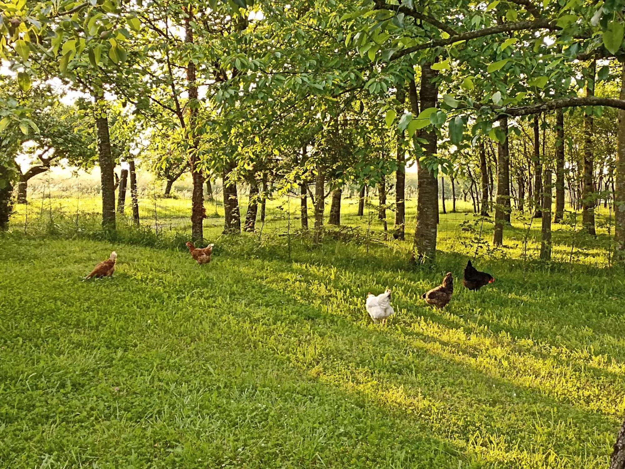 Gite Nature Et Detente Aubréville Exteriör bild